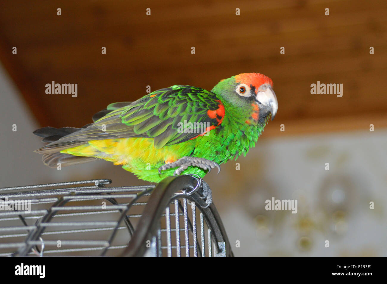 Il rosso fiammante Parrot (Poicephalus gulielmi) Jardine il pappagallo, femmina. Foto Stock