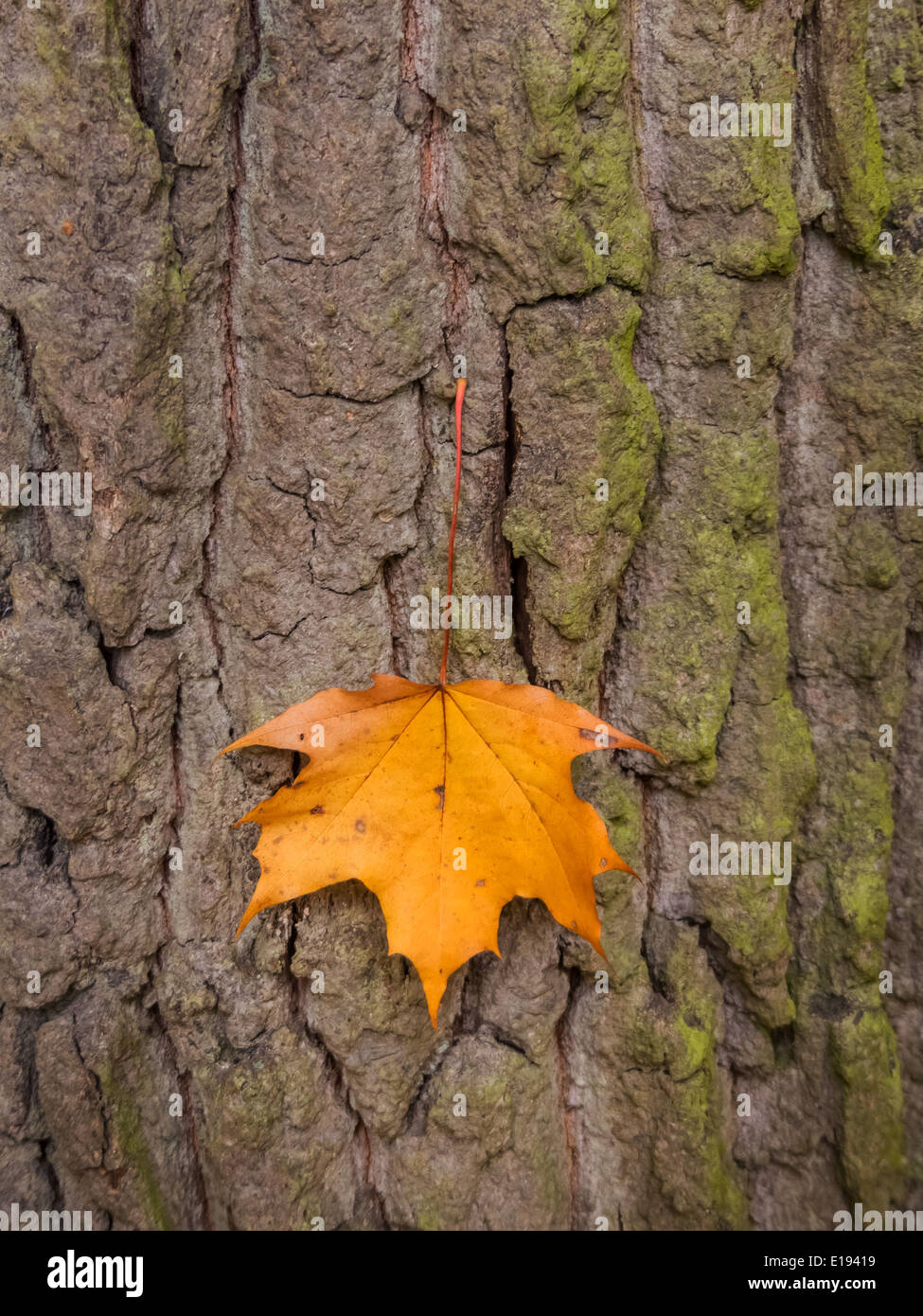 Ein Blatt auf der Rinde eines Baumes im Herbst. Farbenfroh in der Jahreszeit Foto Stock