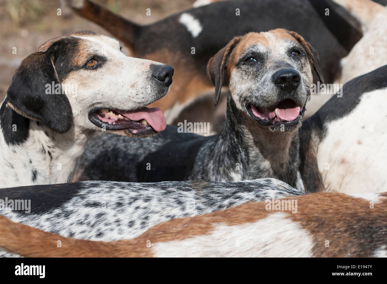 Foxhounds Foto Stock