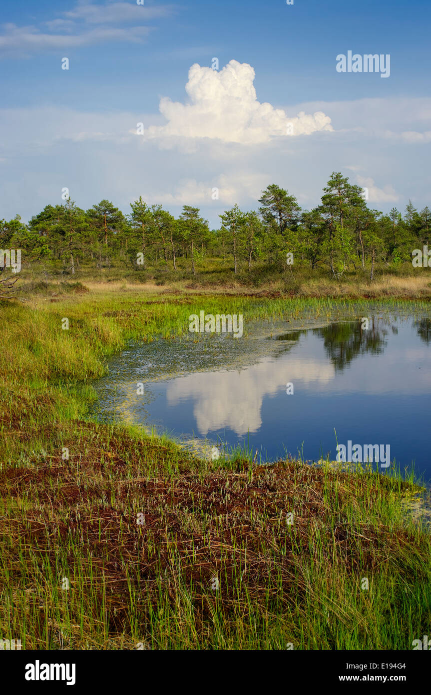 Riisa Bog, Soomaa National Park, la contea di Pärnu, Estonia, Europa, Unione europea, maggio 2014 Foto Stock