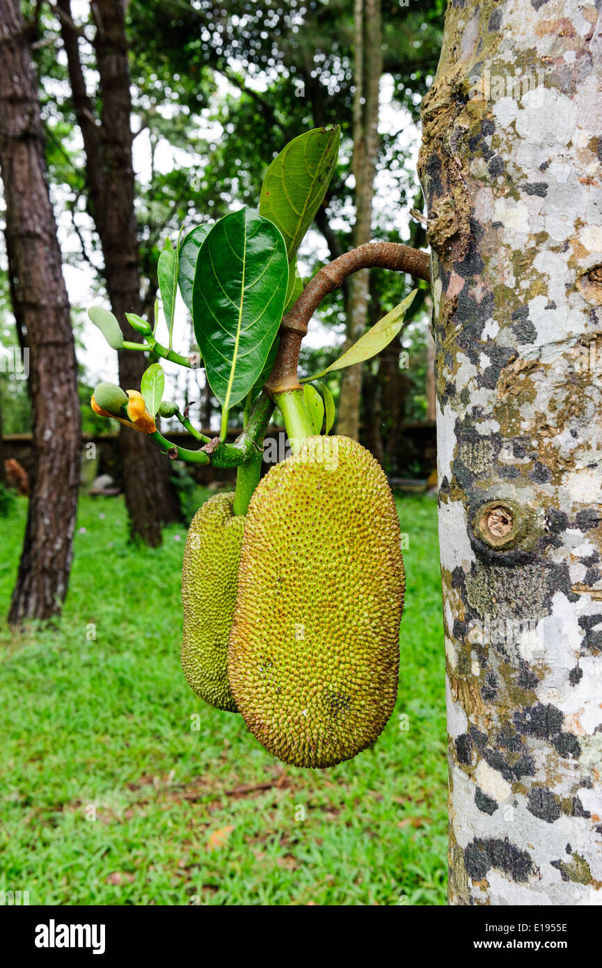 Presa di frutta Foto Stock