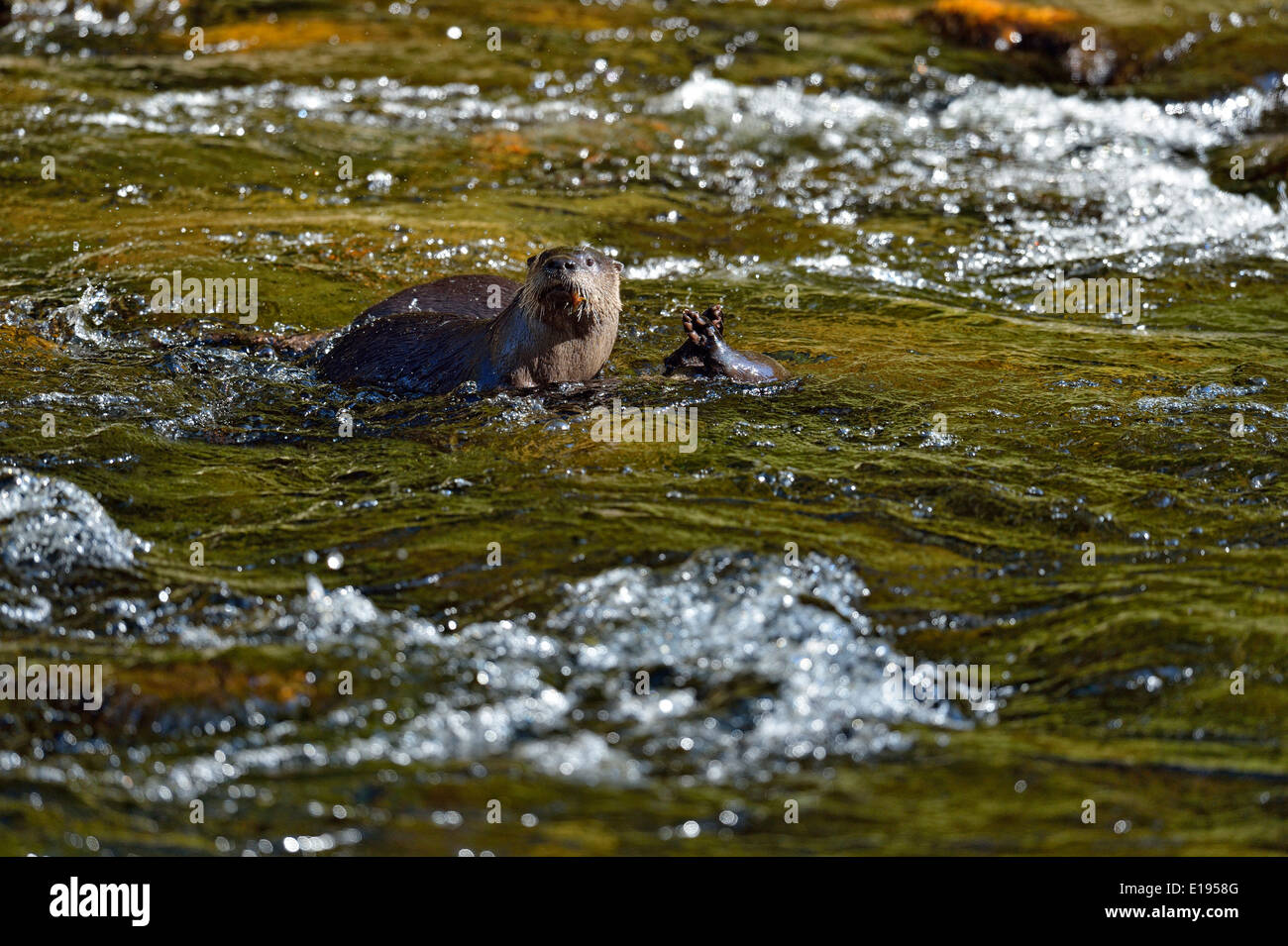 Lontra di fiume (Lutra canadensis) la caccia nel piccolo fiume Great Smoky Mountains National Park, Tennessee, Stati Uniti d'America Foto Stock