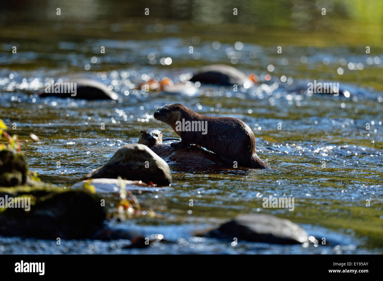 Lontra di fiume (Lutra canadensis) la caccia nel piccolo fiume Great Smoky Mountains National Park, Tennessee, Stati Uniti d'America Foto Stock