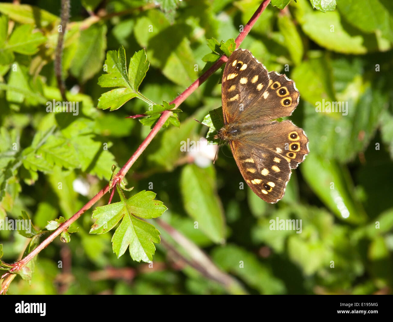 Un legno maculato butterfly, Pararge aegeria, appoggiata sul giovane fresca biancospino foglie in primavera. Foto Stock