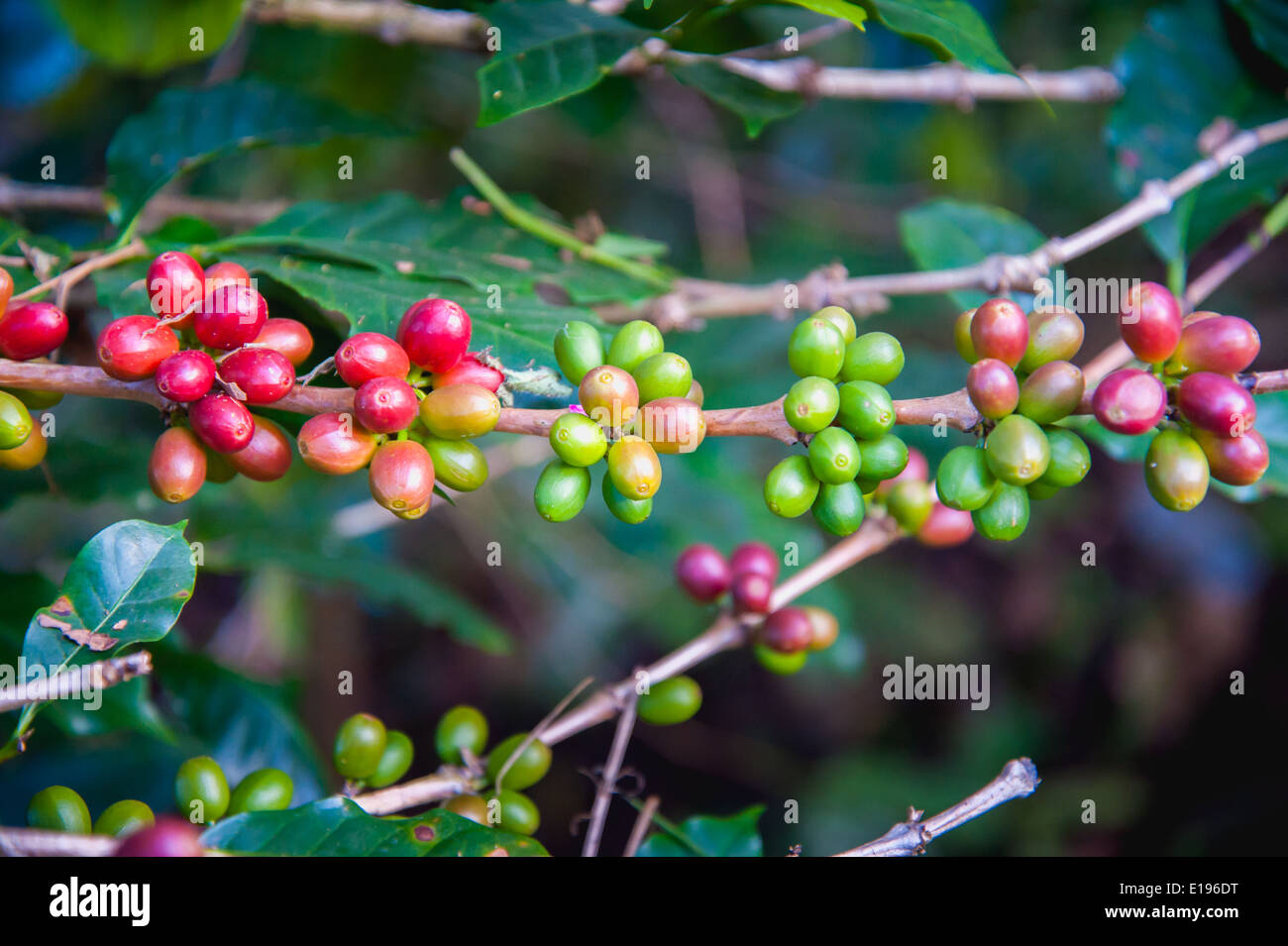 I chicchi di caffè maturazione su albero nel nord della Thailandia Foto Stock