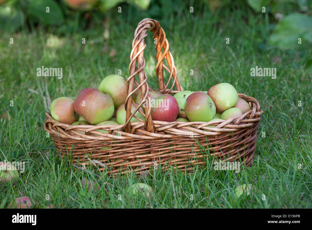 Manna mele in un cesto di vimini Foto Stock