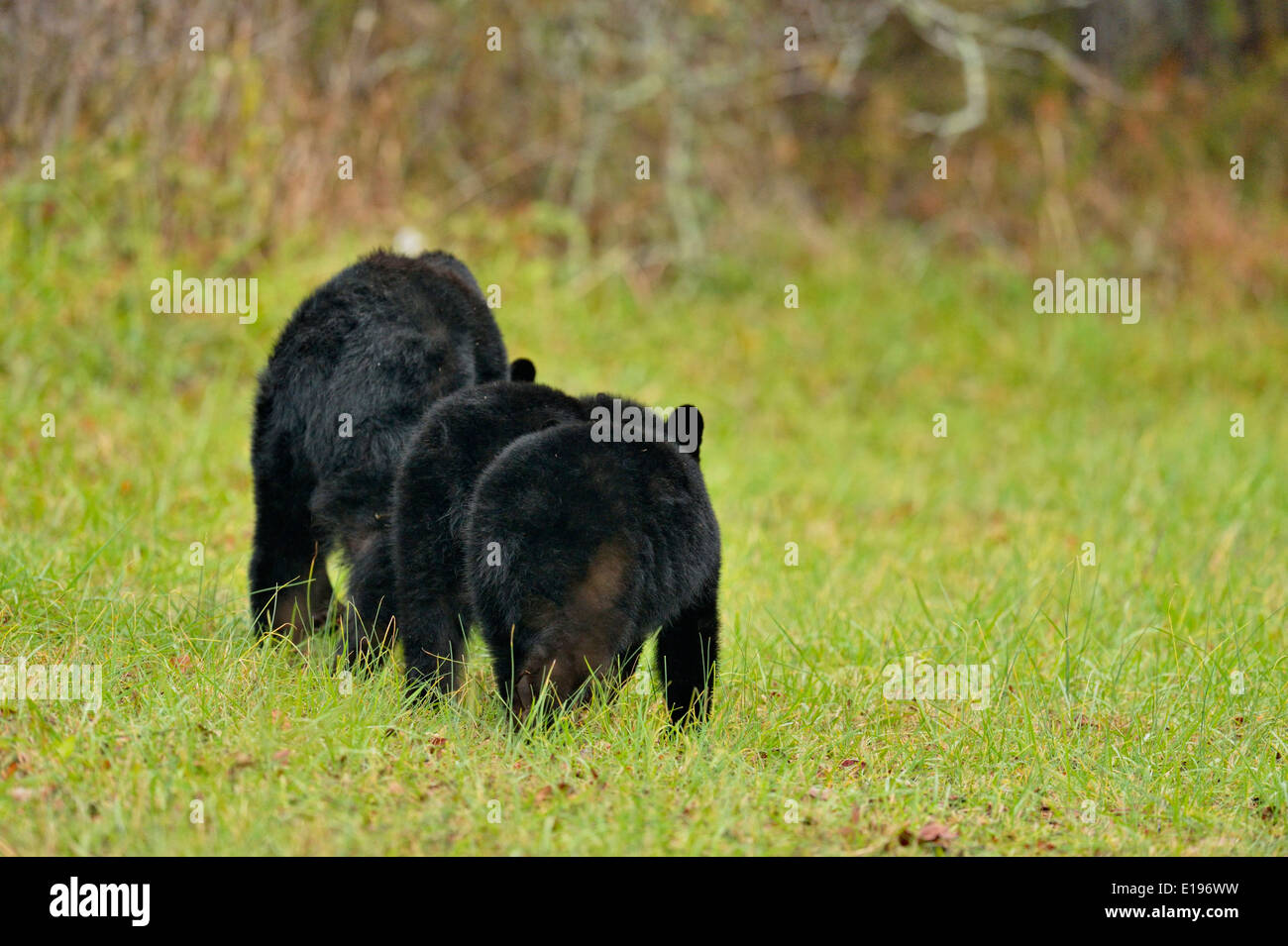 Black Bear (Ursus americanus) Madre e lupetti rovistando per frutti caduti Great Smoky Mountains National Park, Tennessee, Stati Uniti d'America Foto Stock