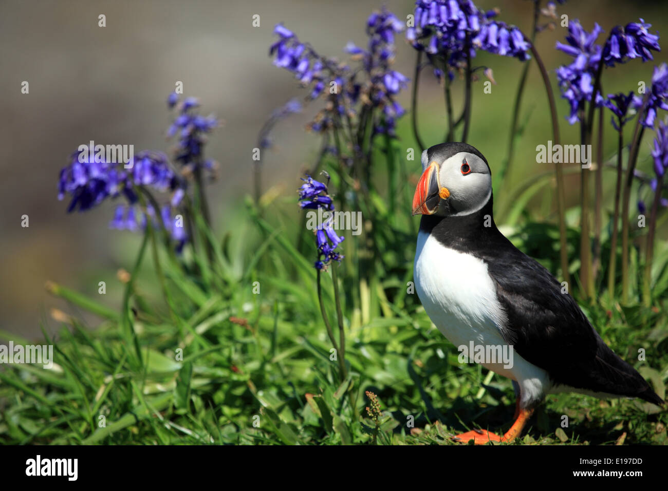 Ebridi Interne, Scotland, Regno Unito. Il 27 maggio 2014. Atlantic Puffin sulla lunga, uno dei Treshnish Isles che si trova ad ovest di Mull. I turisti affollano per avere un assaggio di queste comico guardando gli uccelli in questo periodo dell anno quando si stanno preparando le loro tane per la nidificazione. Credito: PictureScotland/Alamy Live News Foto Stock