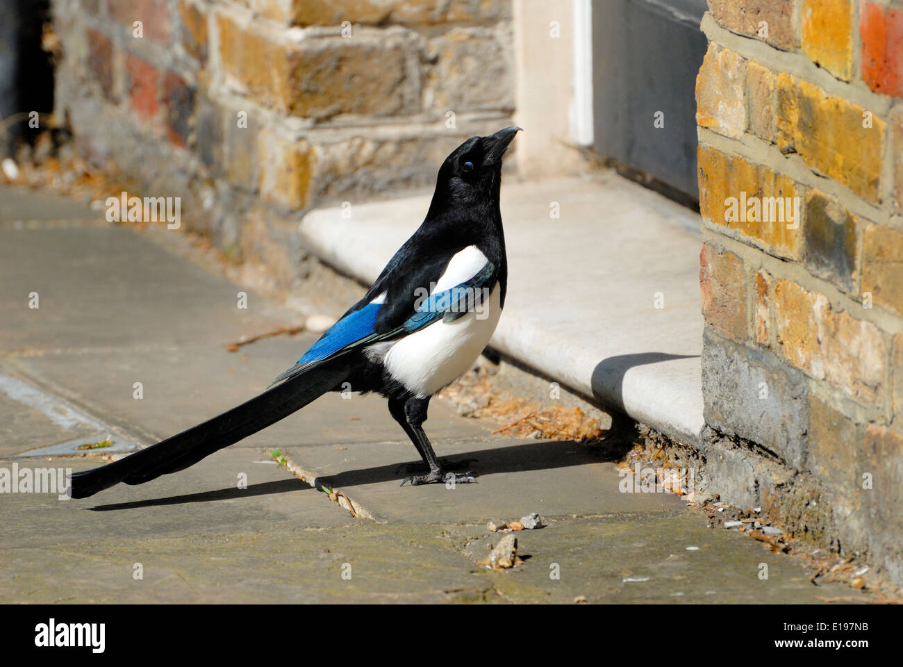 Gazza (Pica pica) nel centro di Londra Foto Stock