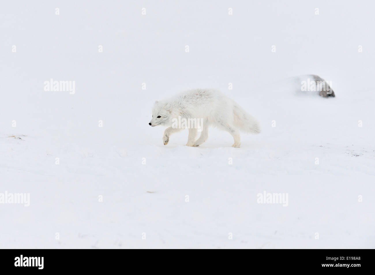 Arctic Fox (Alopex lagopus) Wapusk National Park, Cape Churchill Manitoba Canada Foto Stock