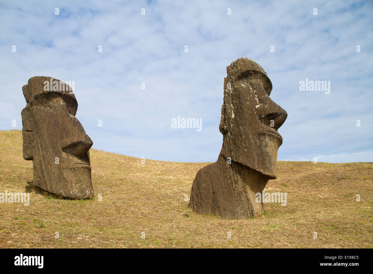 Statue chiamate moai scolpito dal tufo vulcanico rock alla cava sul versante di Rano Raraku, un vulcano estinto Foto Stock