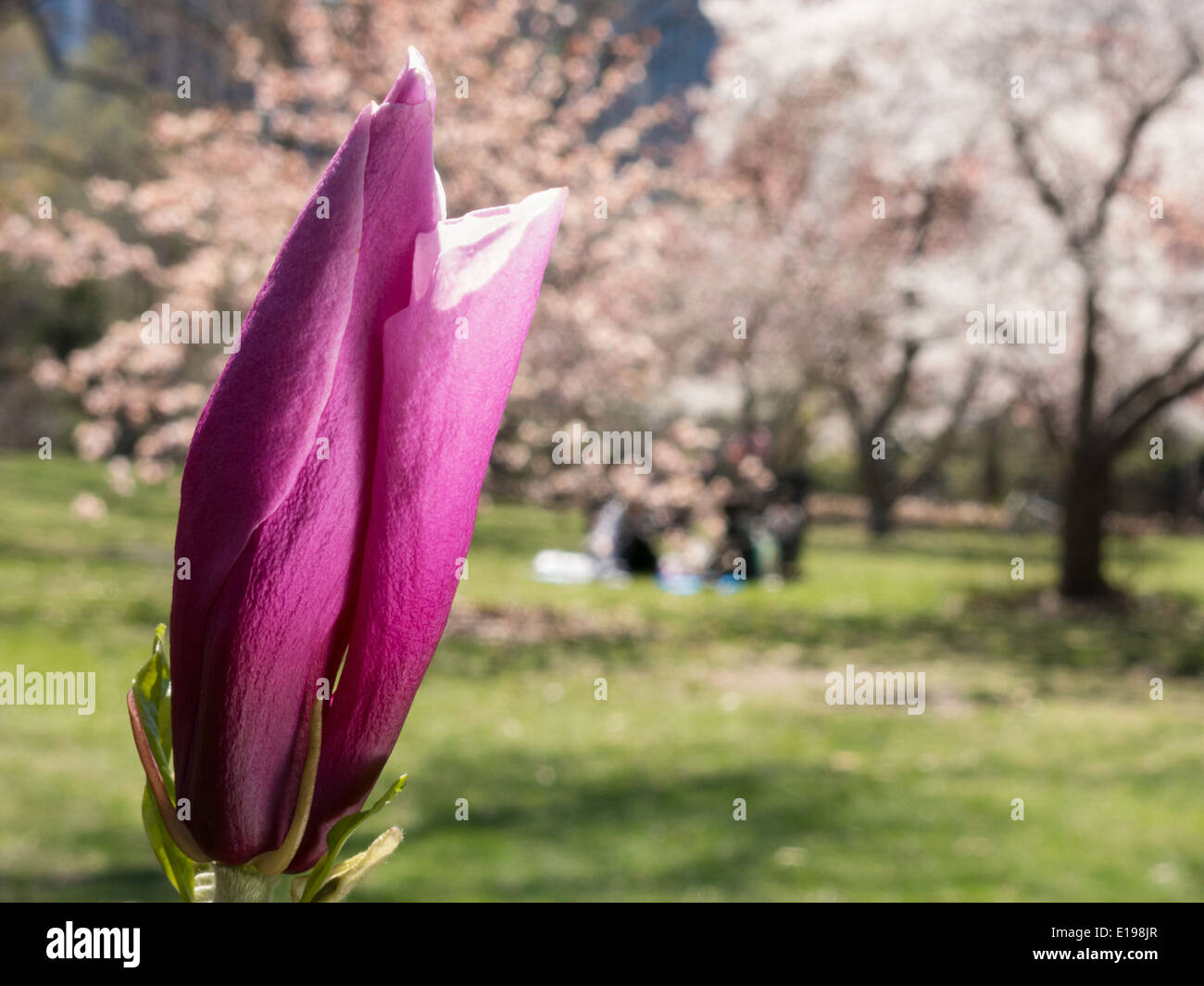 Magnolia Blossom vicino a Central Park, New York, Stati Uniti d'America Foto Stock