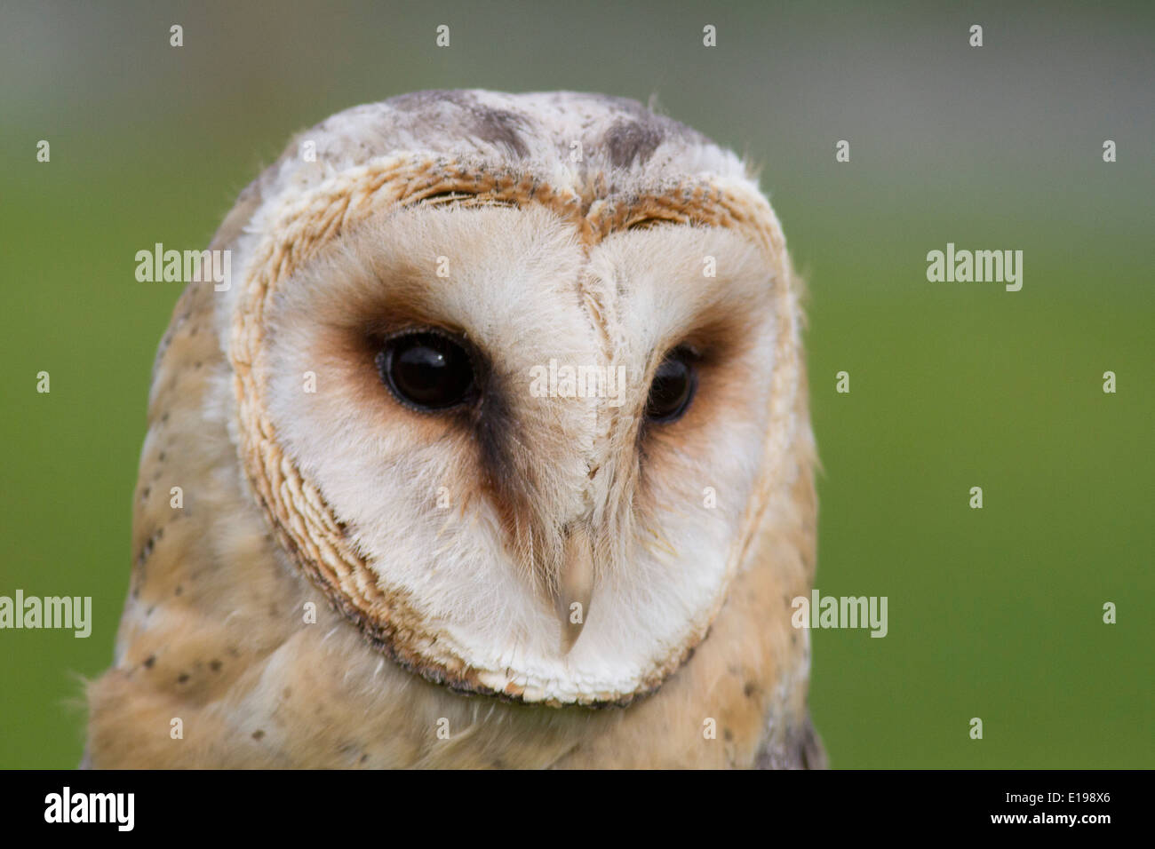 Barbagianni closeup (Tyto alba) Irlanda Foto Stock