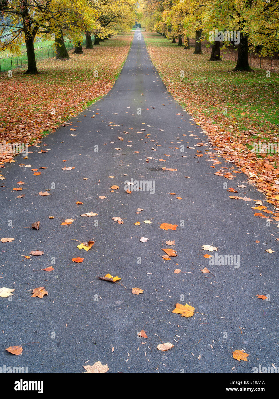 Strada alberata con alberi di acero in autunno a colori. Oregon Foto Stock