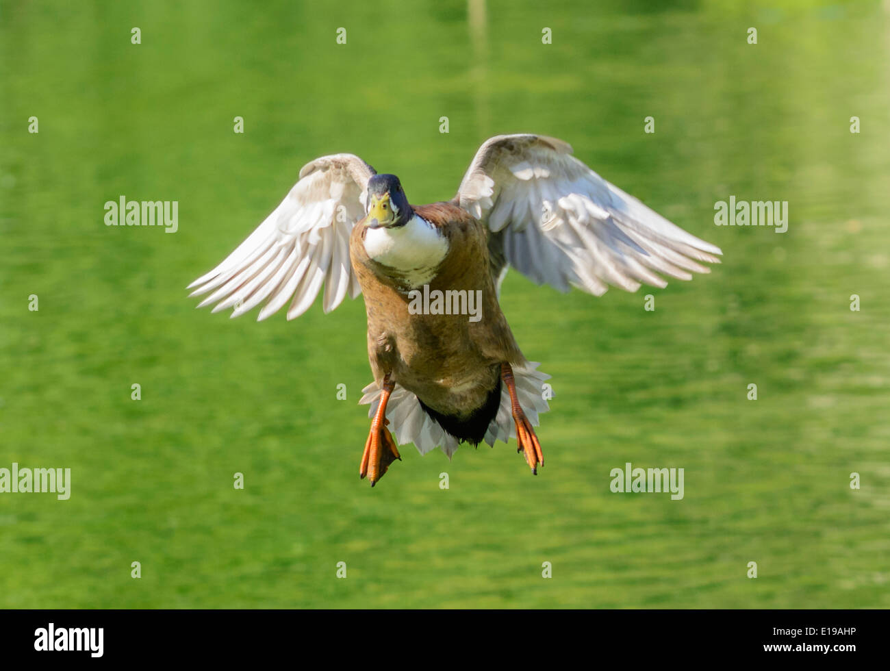 Drake brown duck, probabilmente un germano reale ibrido, volando a bassa quota verso la telecamera in primavera nel Regno Unito. Foto Stock