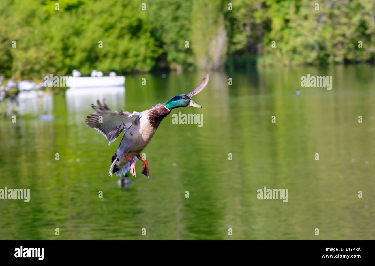 Drake Mallard duck (Anas platyrhynchos) volare su un lago in primavera nel West Sussex, in Inghilterra, Regno Unito. Foto Stock