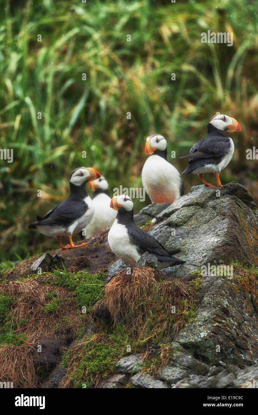 Cornuto i puffini appollaiato su un affioramento roccioso, Isola d'anatra, Alaska Maritime Wildlife Refuge, Alaska Foto Stock