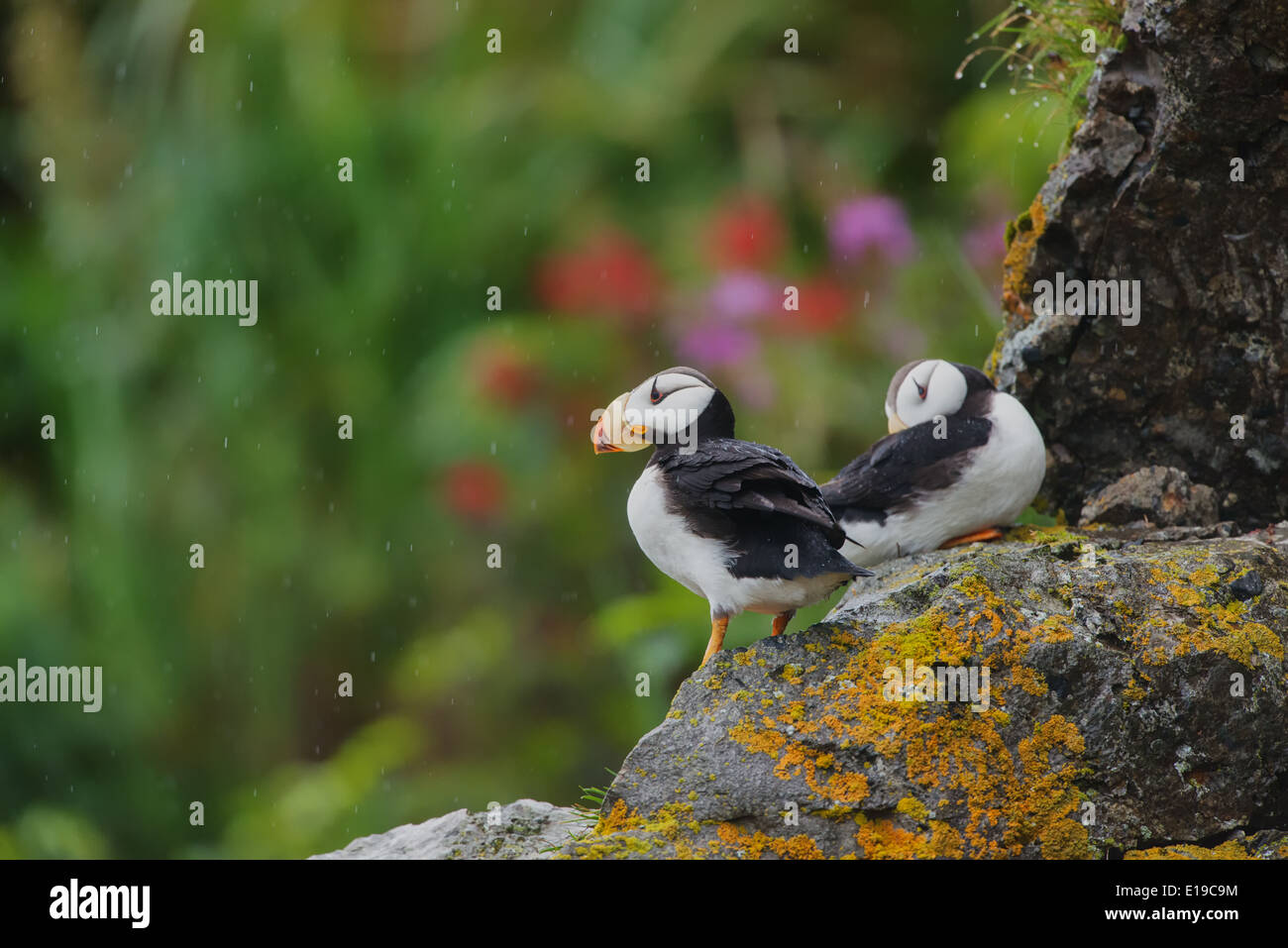 Cornuto Puffin appollaiato su un affioramento roccioso, Isola d'anatra, Alaska Maritime Wildlife Refuge, Alaska Foto Stock