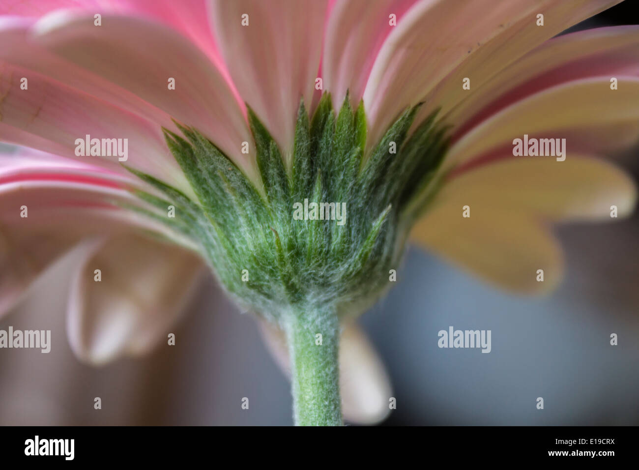 La parte inferiore di un fiore a margherita Foto Stock