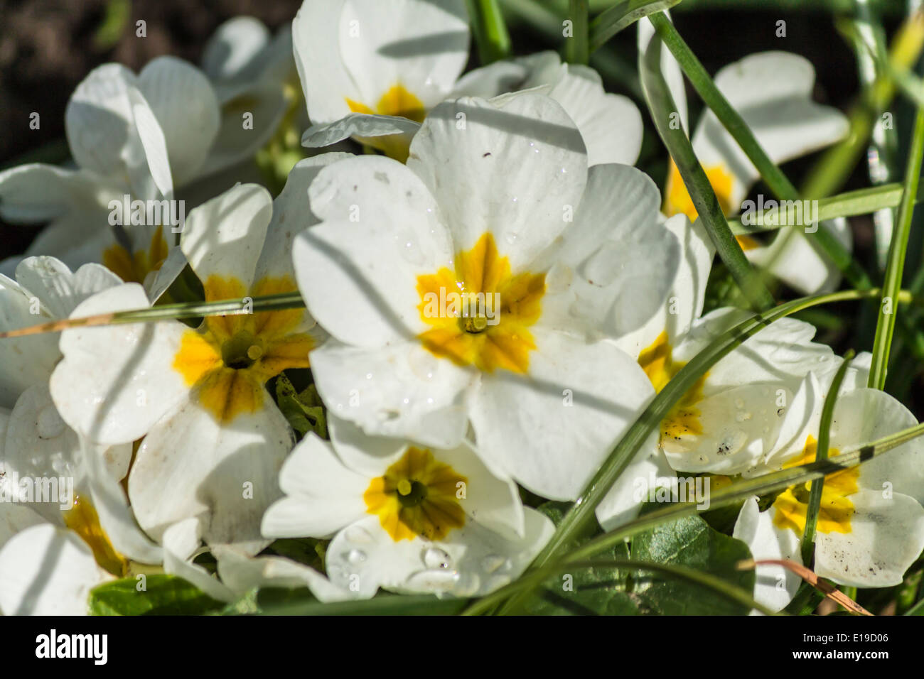 Primo piano di una Primrose di piante e fiori Foto Stock