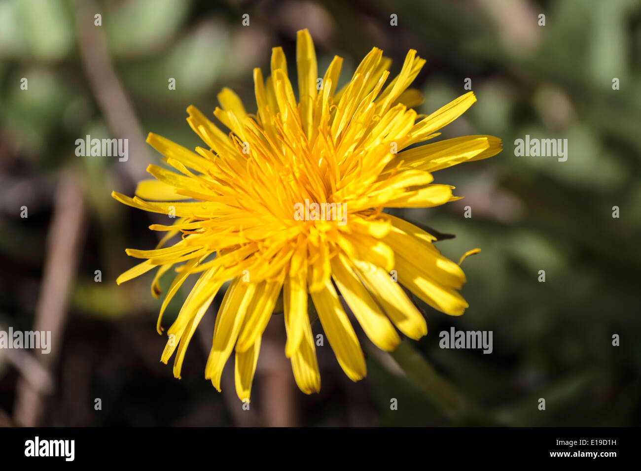 Tarassaco selvatici che crescono in un giardino Foto Stock