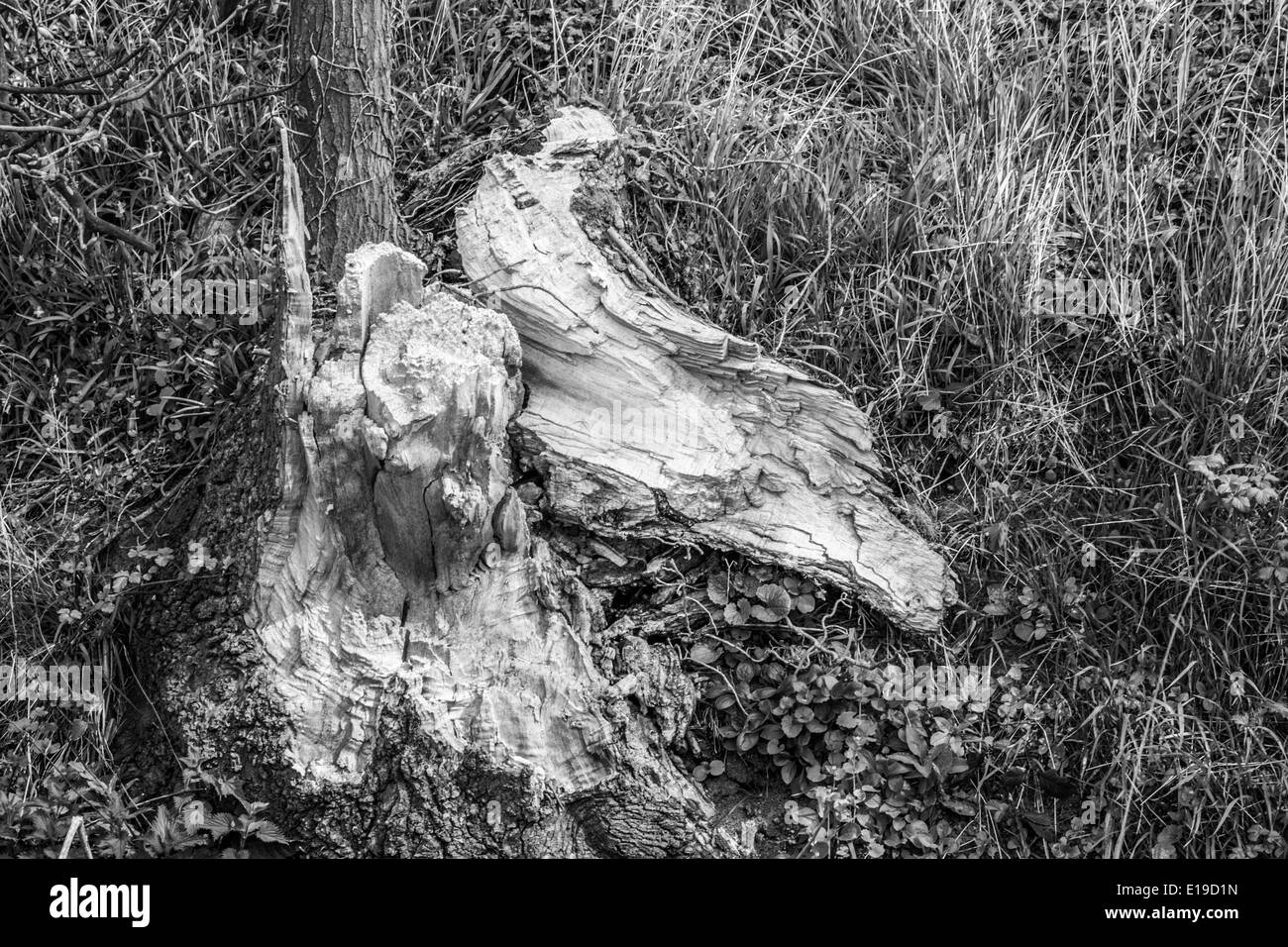 Bianco e Nero rotto albero caduto Foto Stock