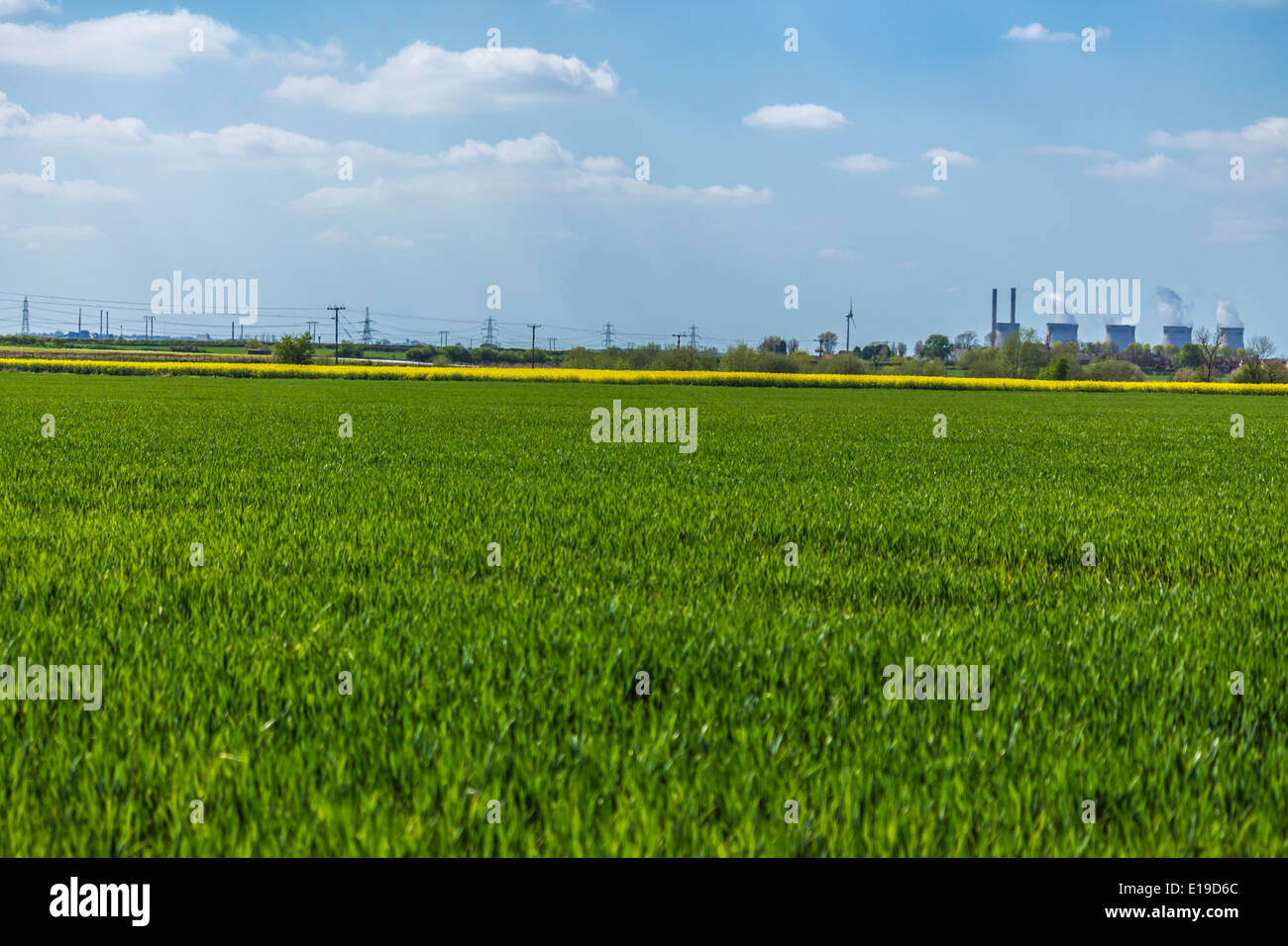 Un verde vibrante di campo in erba Foto Stock