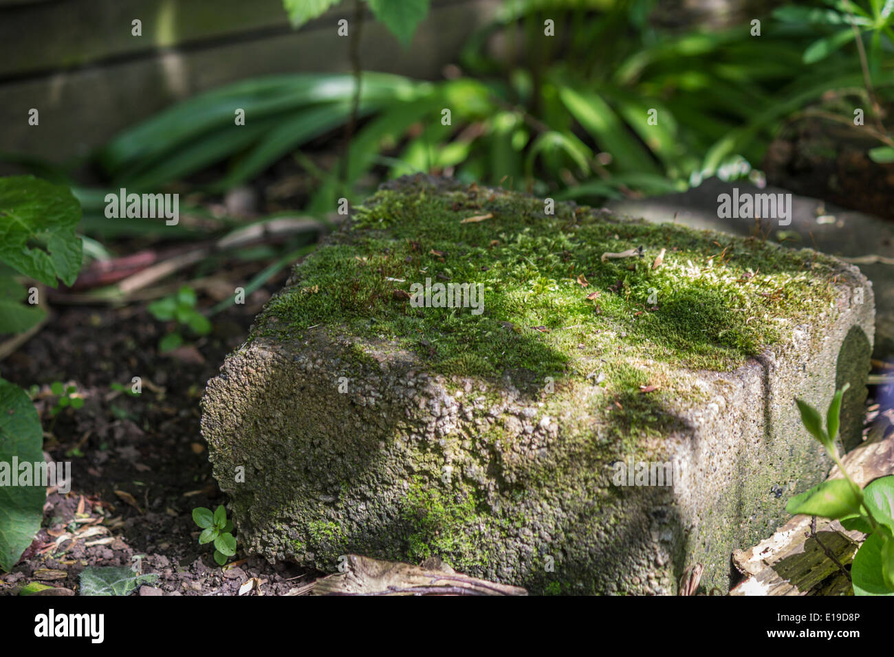 Il muschio cresce su un blocco di cemento armato a sinistra in un giardino Foto Stock