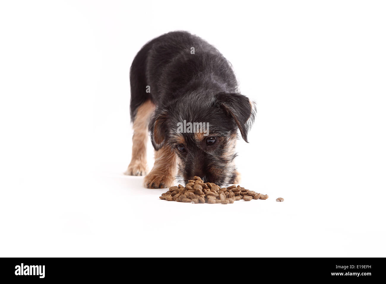 Giovani Terrier Mix mangia il cibo per cani su sfondo whithe Foto Stock