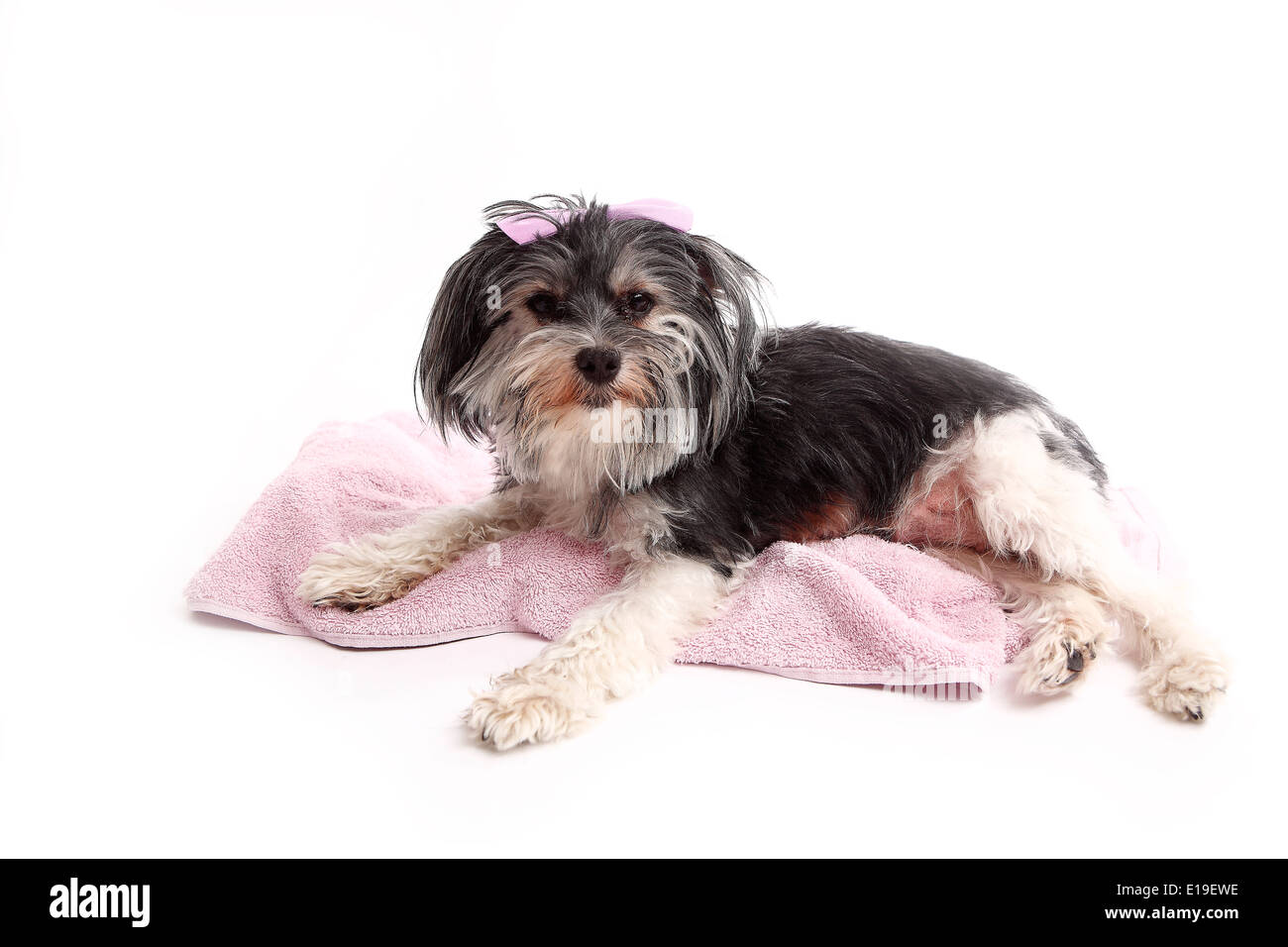 Giovani Terrier Mix giacente su una coperta rosa Foto Stock