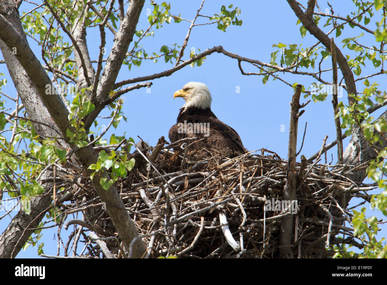 Aquila calva (Haliaeetus leucocephalus) sul nido. Foto Stock