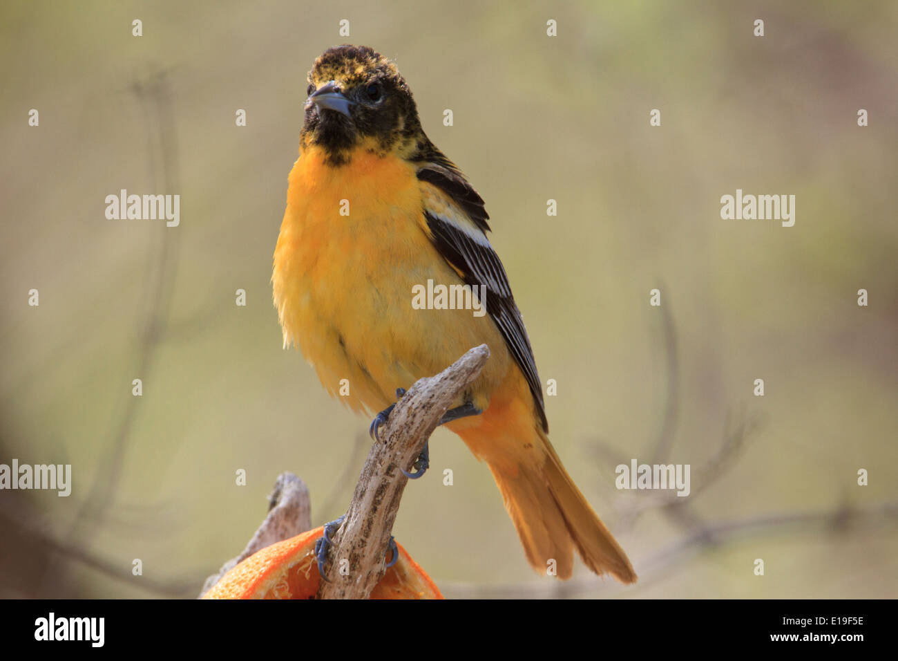 Baltimore Rigogolo (Icterus galbula) sul ramo di albero con arancia Foto Stock