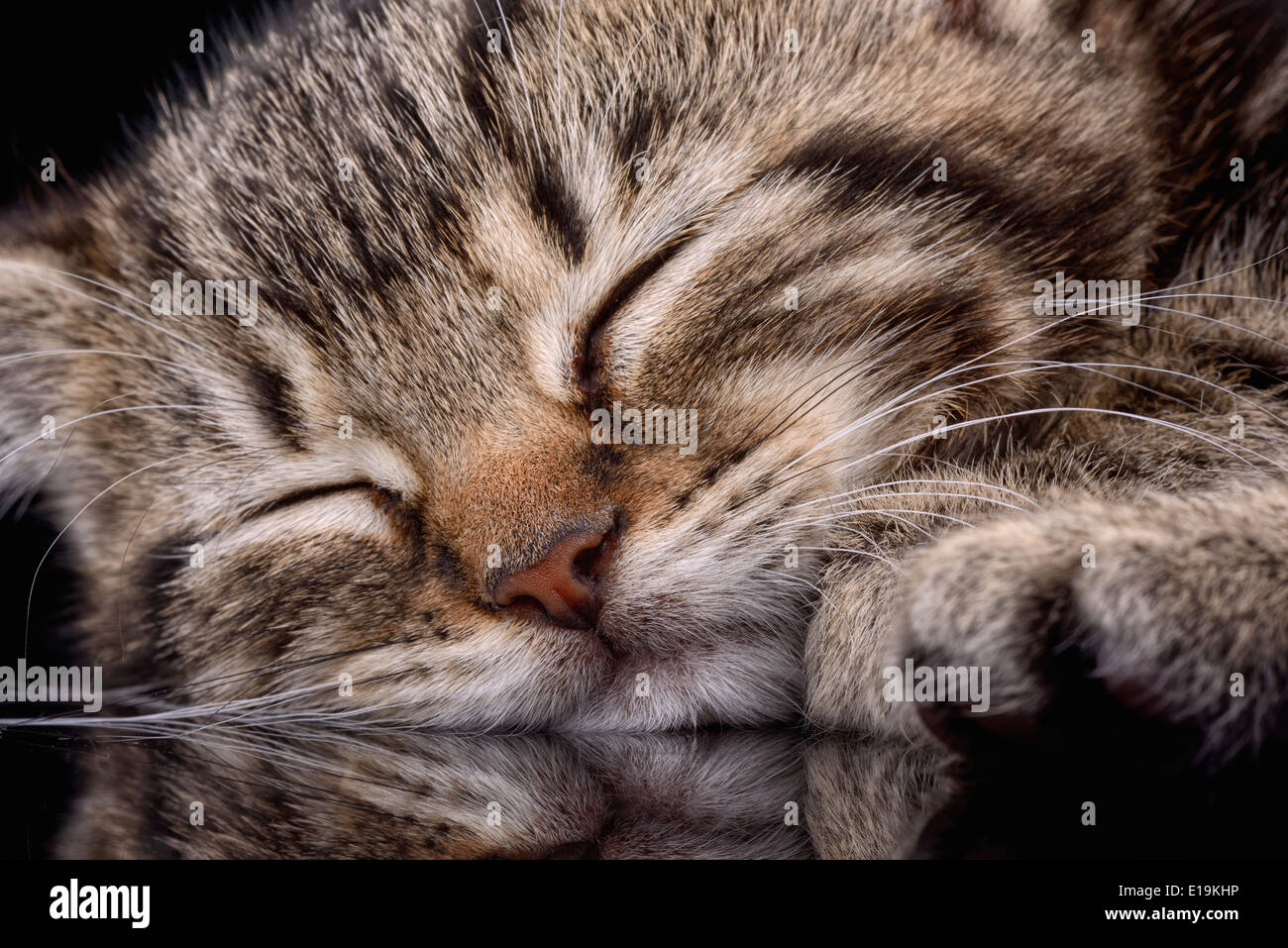 Gattino di sonno Foto Stock