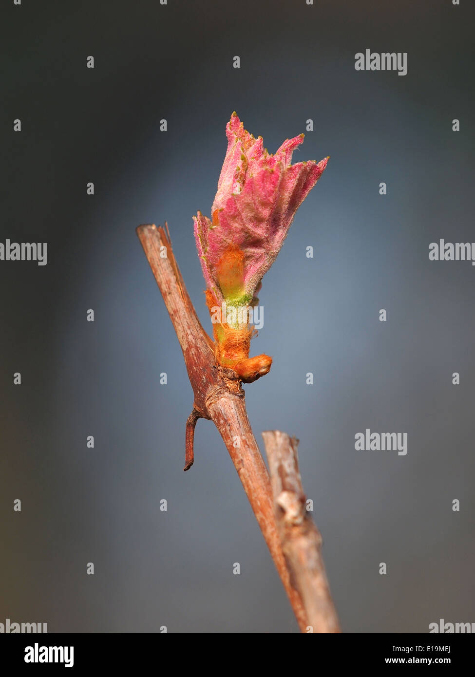 Boccioli di primavera la germogliazione su un vitigno in vigna Foto Stock