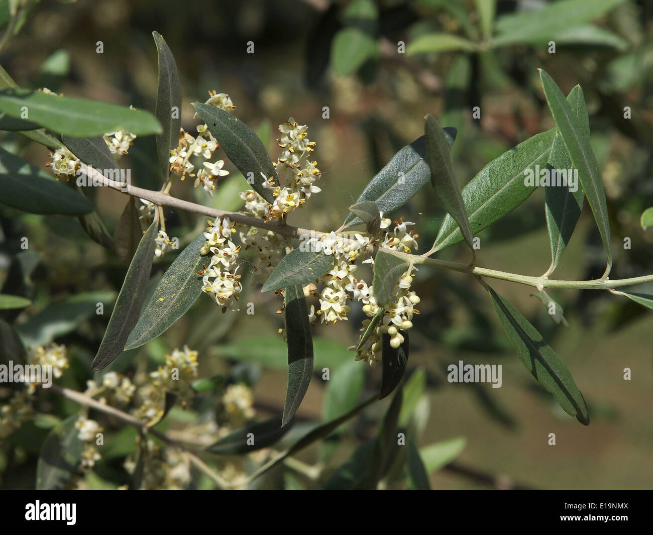 Albero di olivo fiorisce in primavera Foto Stock