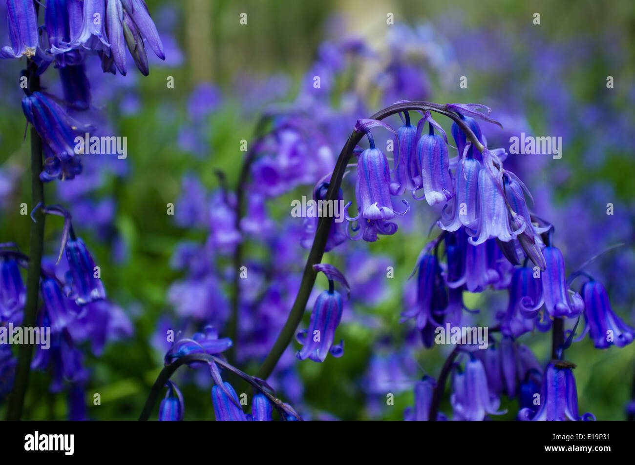 Bluebells - hyacinthoides non scripta Foto Stock