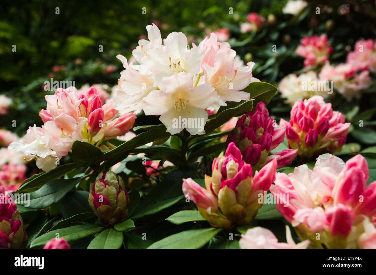 Fiori di rododendro Foto Stock