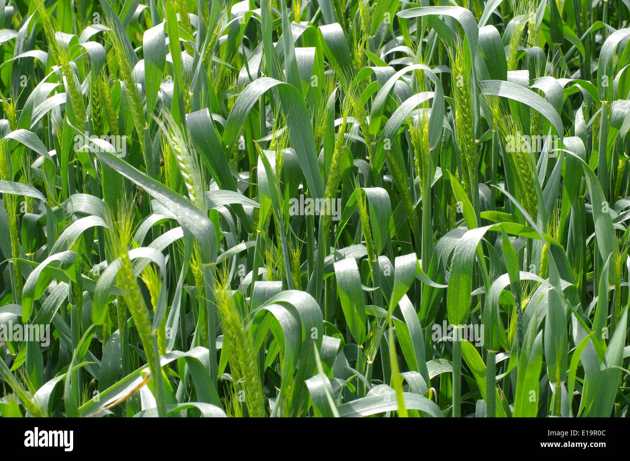 Livelli di giovani raccolto di grano. Foto Stock