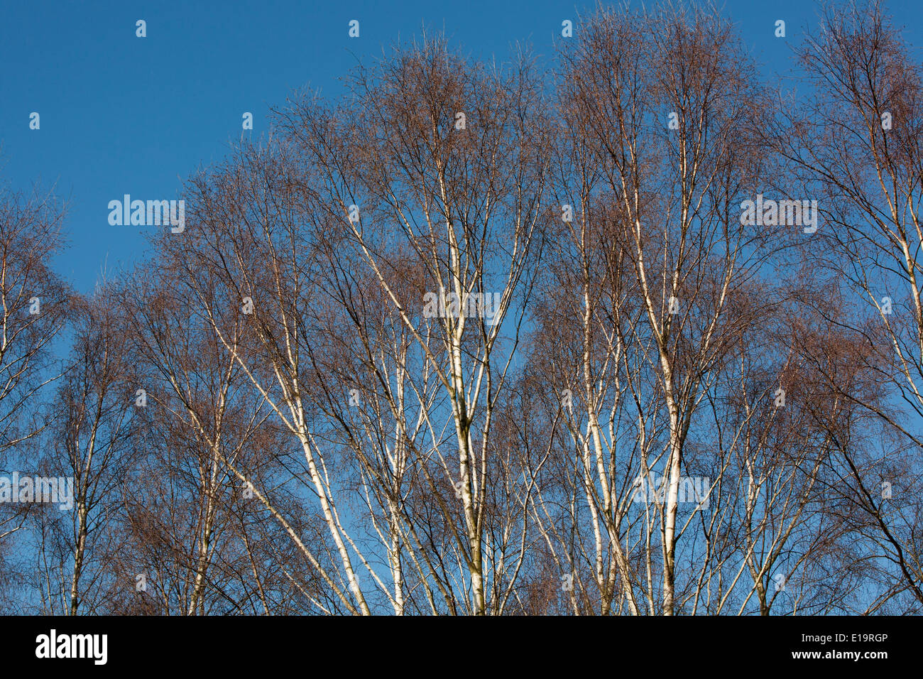 Silver birch tree tops contro un cielo blu Foto Stock