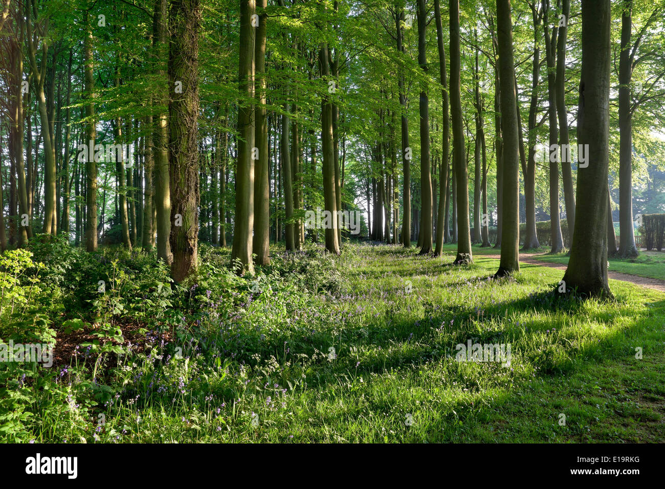 In legno di faggio in primavera con bluebells, Inghilterra. Foto Stock