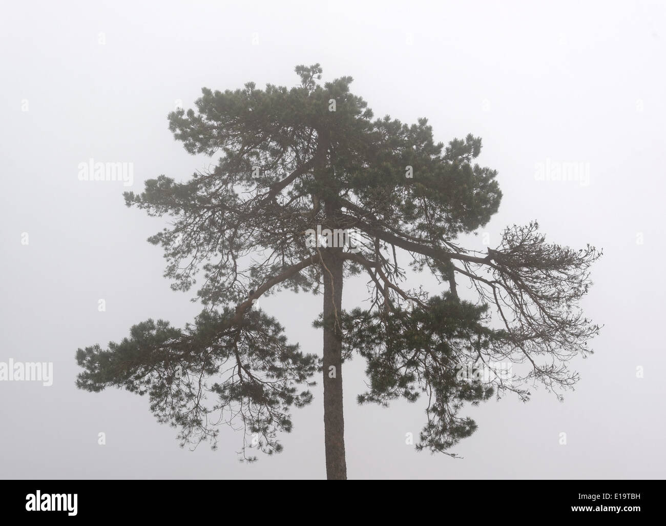 Pine nella nebbia in primavera, può, mattina Foto Stock