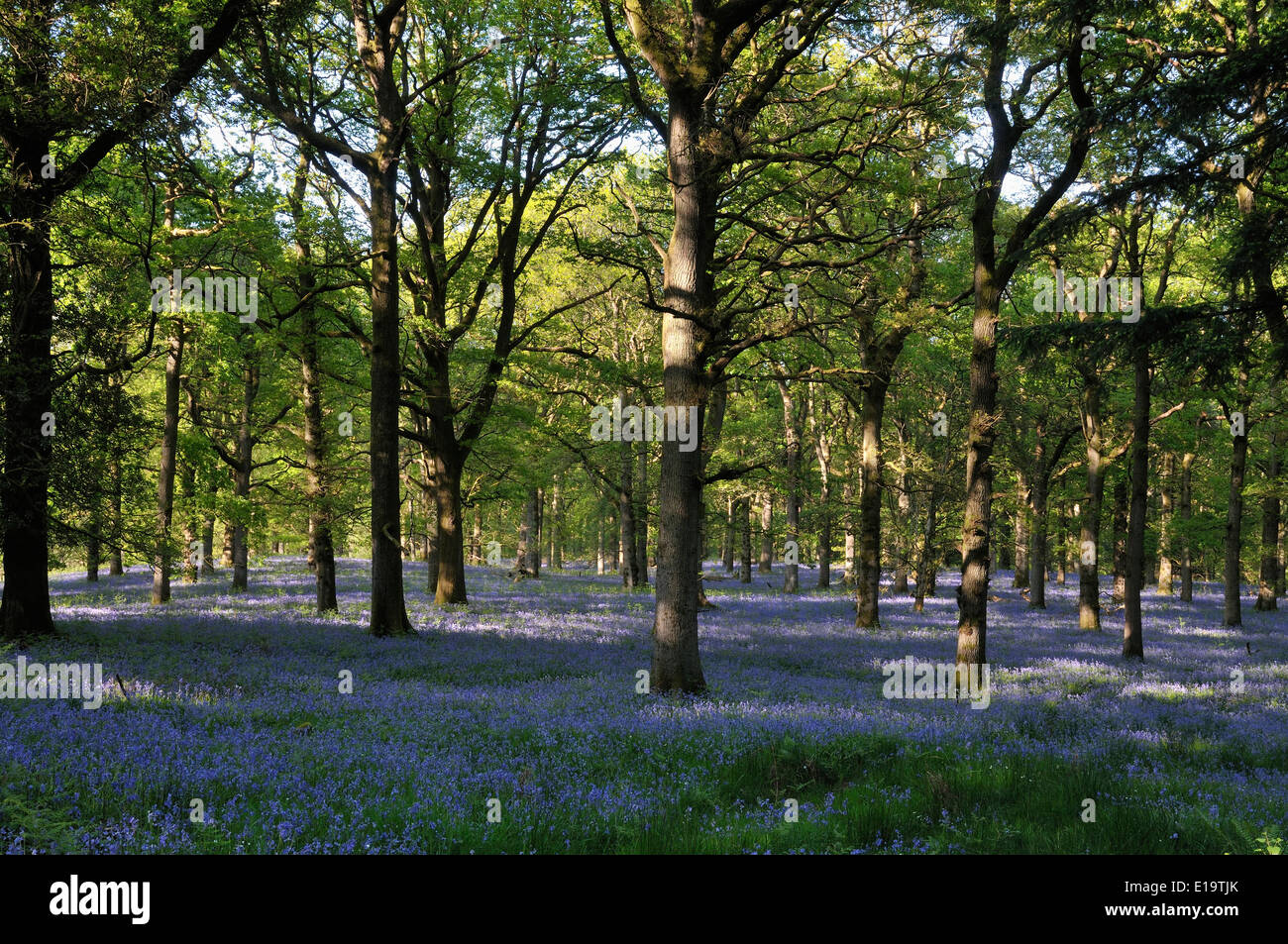 Bluebells - Hyacinthoides non scriptus, tappeto bosco di querce piano Foto Stock
