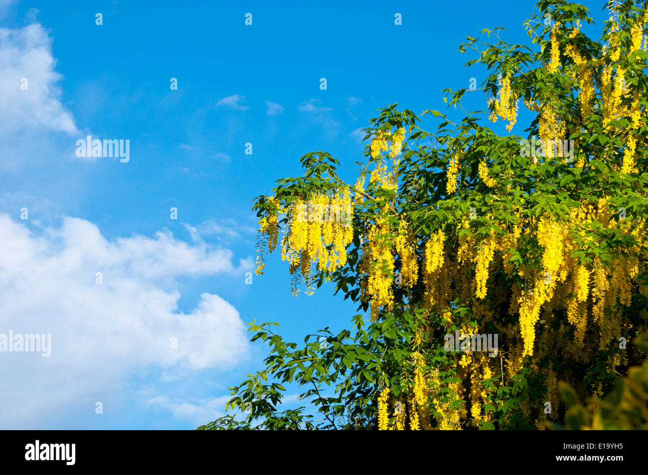Il maggiociondolo albero in fiore Foto Stock