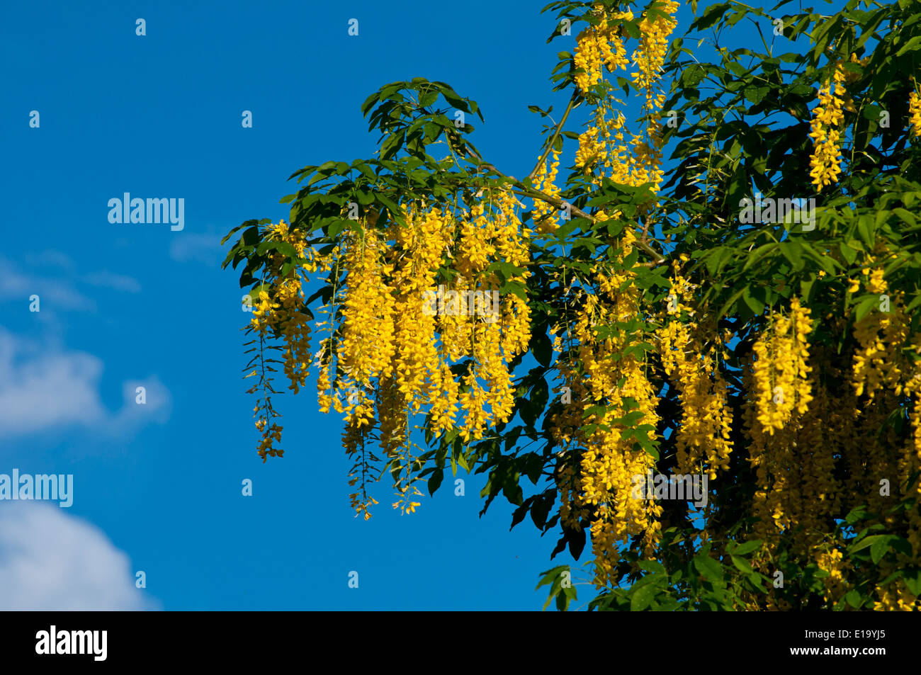 Il maggiociondolo albero in fiore Foto Stock