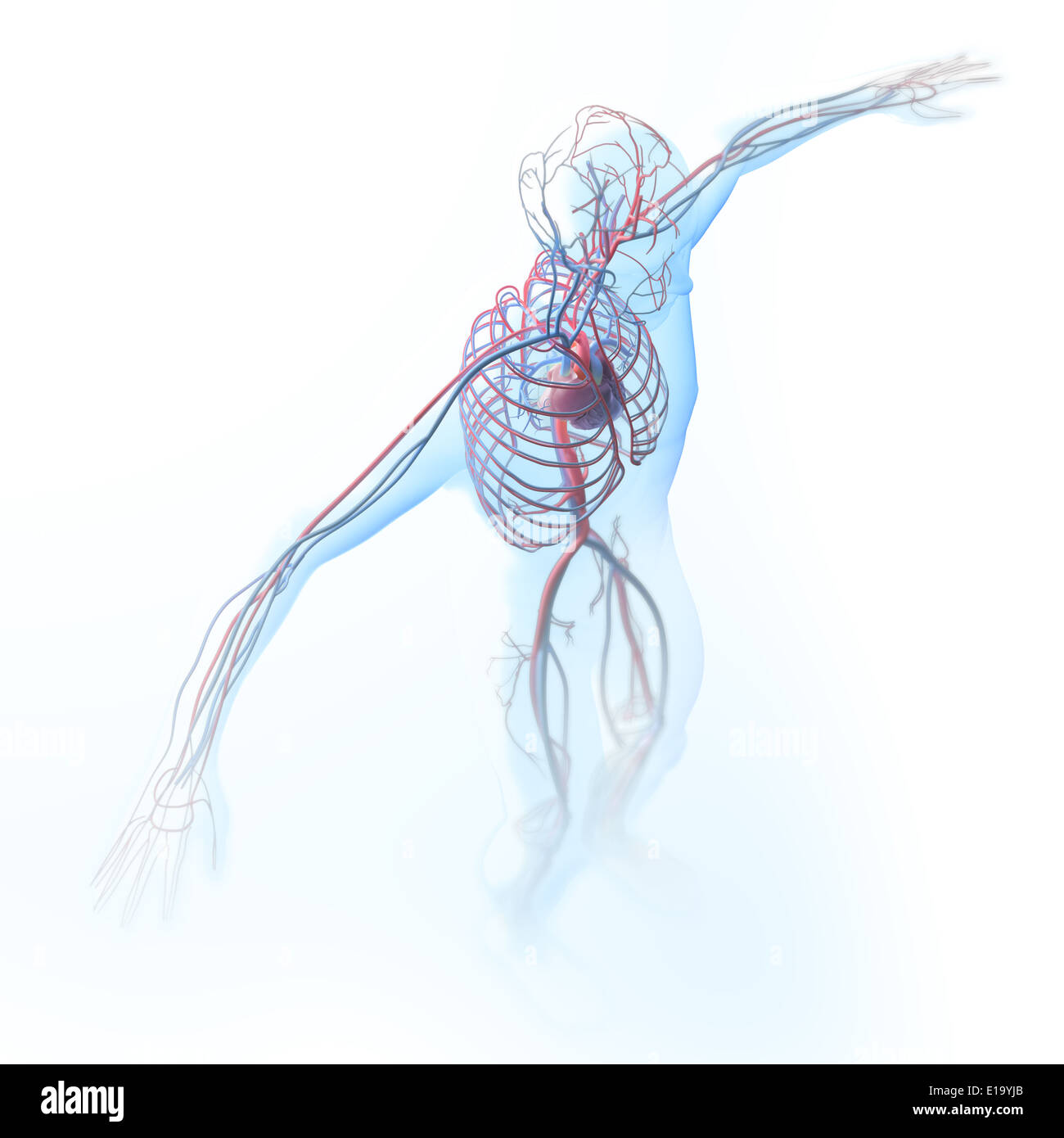 Umano sistema circolatorio - Illustrazione medica Foto Stock