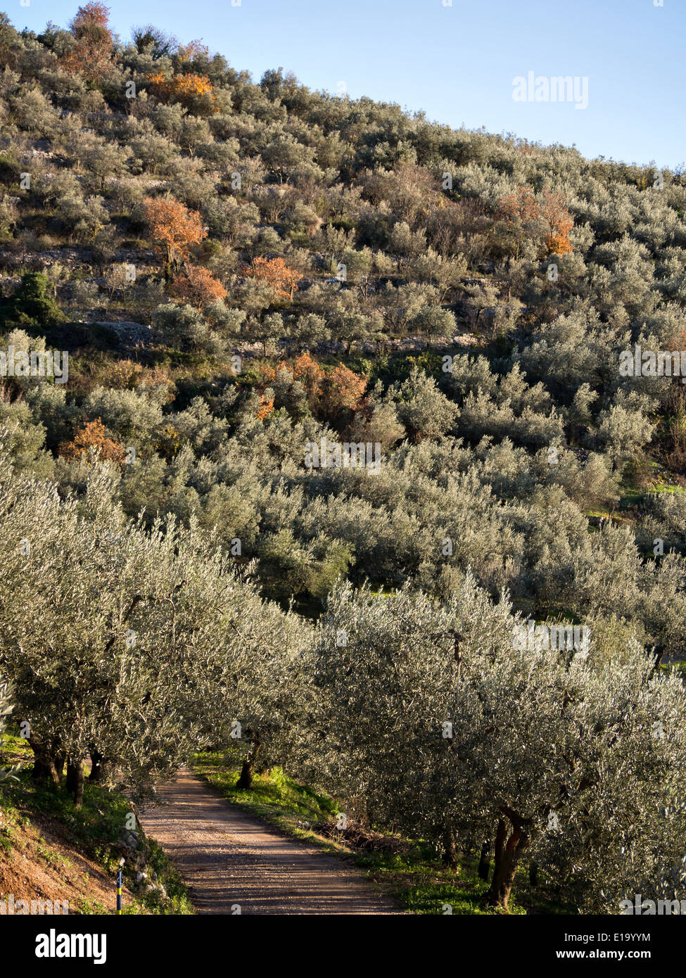 Piantagioni di alberi di olivo sul Monte Subasio vicino a Spello, Umbria, Italia Foto Stock