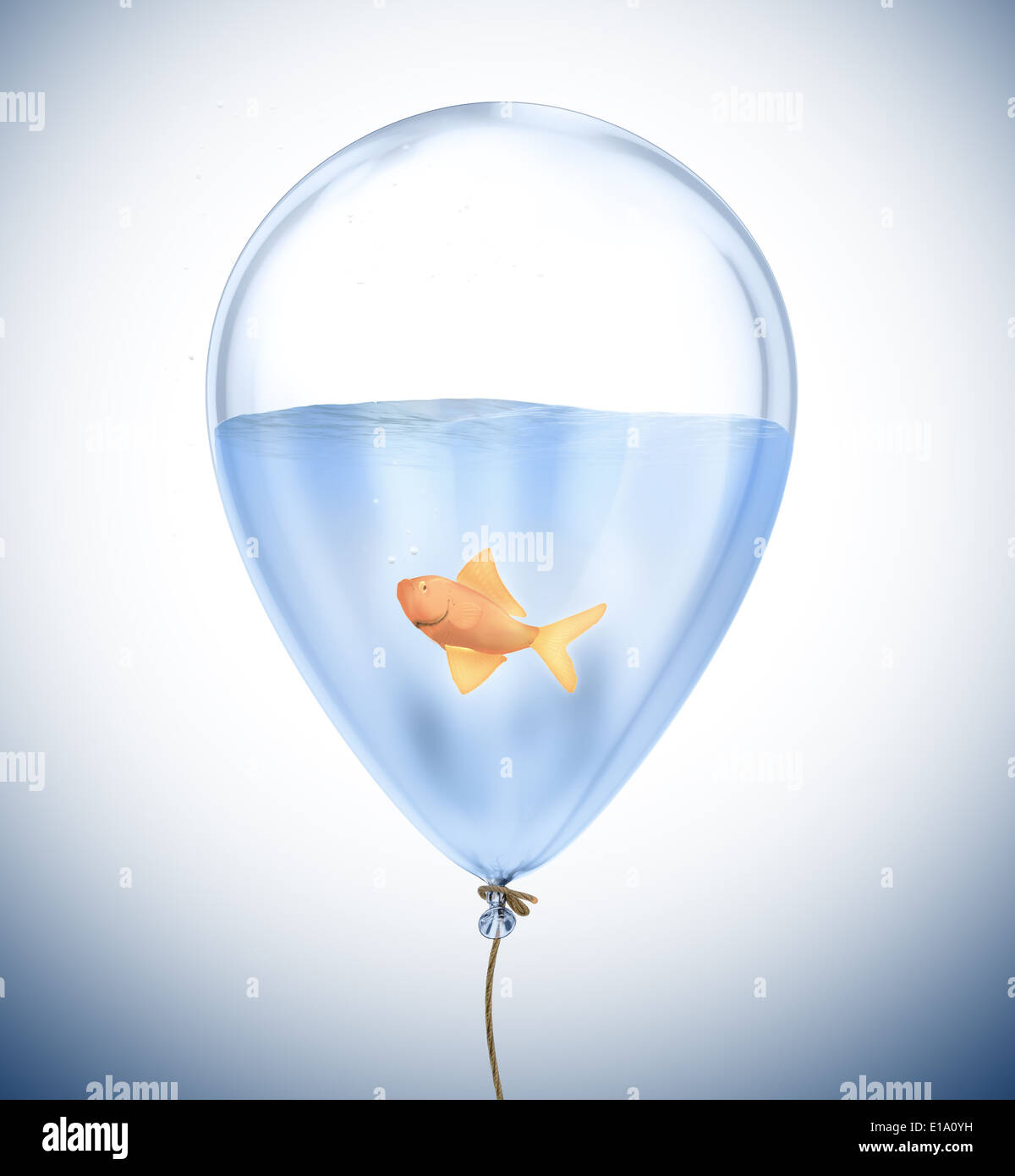 Un piccolo goldfish all'interno di un palloncino Foto Stock