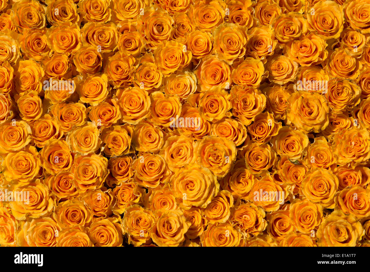 Una massa di colore arancione o giallo rose fiori impaccati ermeticamente in un display Foto Stock