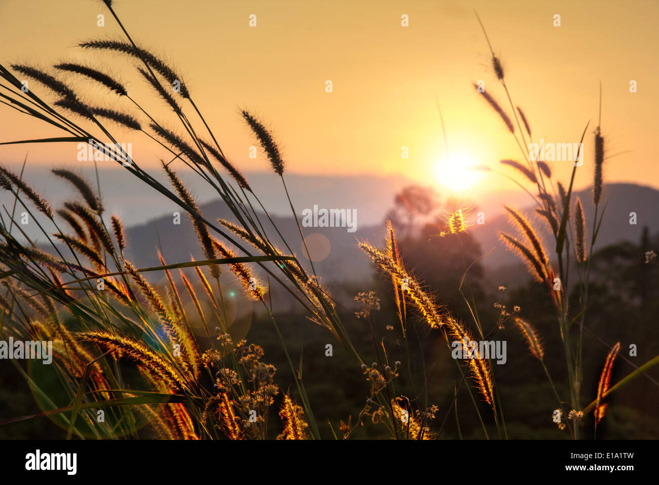 Pampas cerchio di erba di montagna di luce sullo sfondo del paesaggio Foto Stock