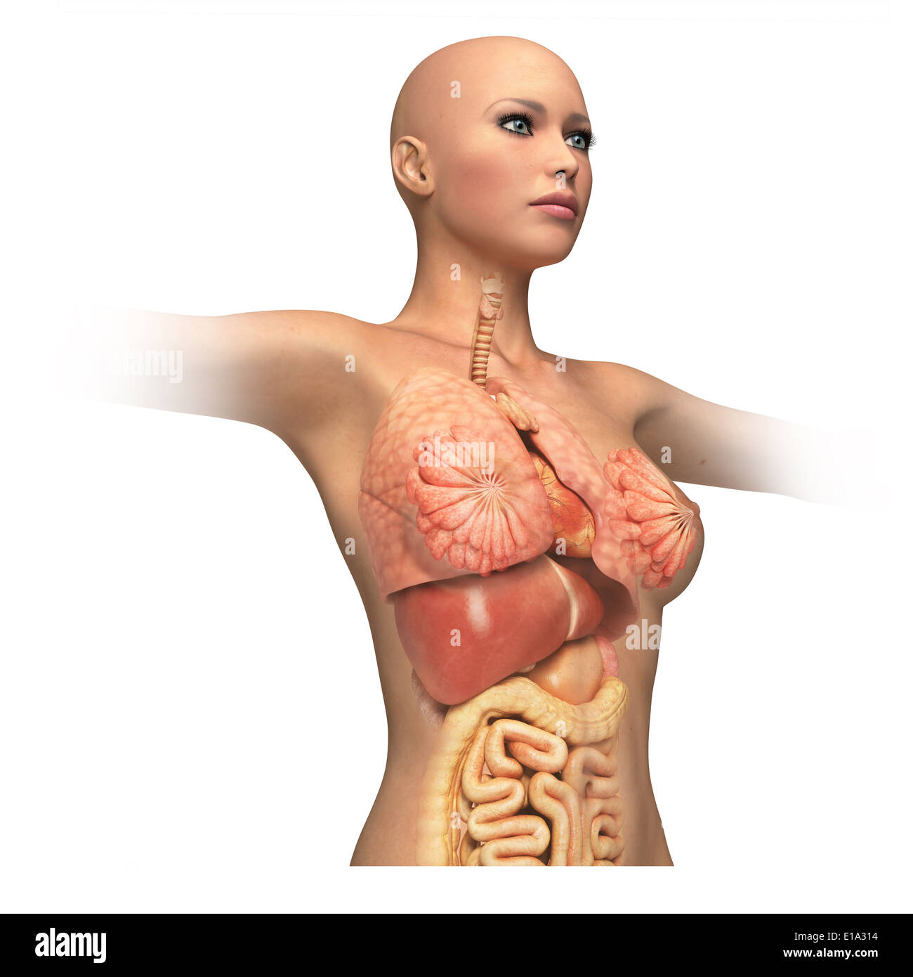 Corpo di donna tronco, con organi interni sovrapposti. Su sfondo bianco e il percorso di clipping. Immagine di anatomia. Foto Stock